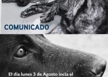 Comienza el juicio por el envenenamiento de los perros Samy, Lupe y Manija