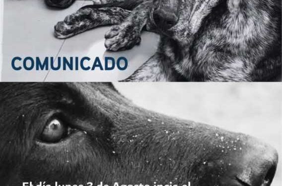 Comienza el juicio por el envenenamiento de los perros Samy, Lupe y Manija