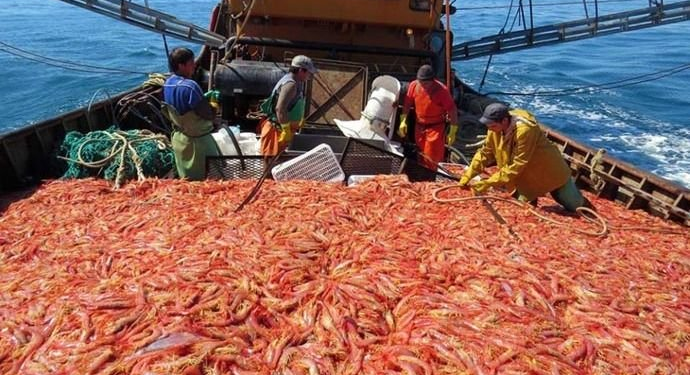 Capitanes aseguran que la cuotificación del langostino amenaza con repetir viejos errores