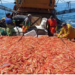 Capitanes aseguran que la cuotificación del langostino amenaza con repetir viejos errores