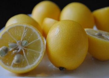 Semillas de limón como recurso natural para tus plantas