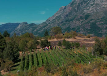 Un recorrido por los viñedos de Chubut, entre vinos y sabores