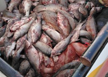 Provincia refuerza controles de pesca en Lago Musters y Río Senguer