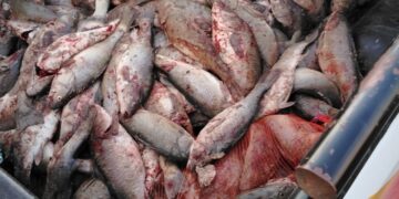 Provincia refuerza controles de pesca en Lago Musters y Río Senguer