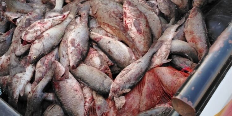 Provincia refuerza controles de pesca en Lago Musters y Río Senguer