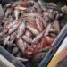 Provincia refuerza controles de pesca en Lago Musters y Río Senguer