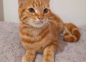 Buscan una familia para adoptar a un gato por una difícil convivencia con una bebé