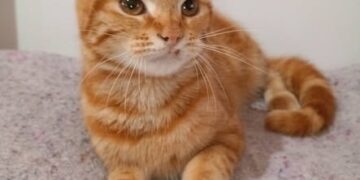 Buscan una familia para adoptar a un gato por una difícil convivencia con una bebé
