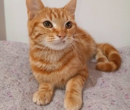 Buscan una familia para adoptar a un gato por una difícil convivencia con una bebé
