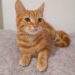 Buscan una familia para adoptar a un gato por una difícil convivencia con una bebé