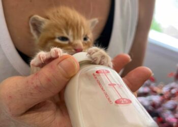 Abandonaron a cuatro gatitos de apenas 20 días y buscan ayuda urgente en Comodoro