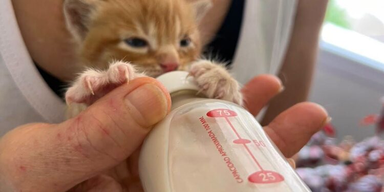 Abandonaron a cuatro gatitos de apenas 20 días y buscan ayuda urgente en Comodoro