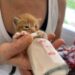 Abandonaron a cuatro gatitos de apenas 20 días y buscan ayuda urgente en Comodoro