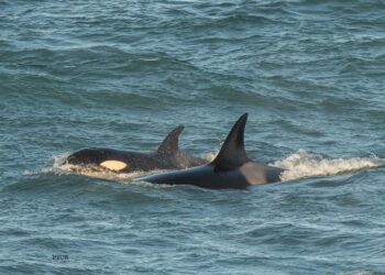 Ballena Valen fue vista sin su cría y crece la preocupación en Caleta Valdés