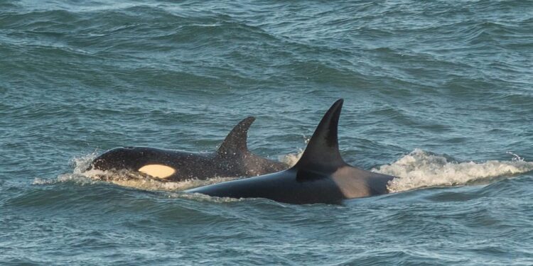 Ballena Valen fue vista sin su cría y crece la preocupación en Caleta Valdés