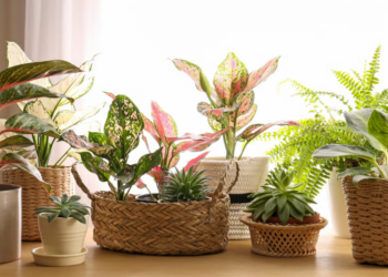 Cuatro plantas de interior que crecen en agua y decoran sin esfuerzo