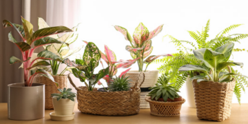 Cuatro plantas de interior que crecen en agua y decoran sin esfuerzo