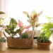Cuatro plantas de interior que crecen en agua y decoran sin esfuerzo