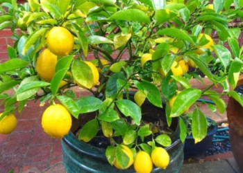 El truco de los jardineros para estimular la floración del limonero