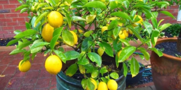 El truco de los jardineros para estimular la floración del limonero