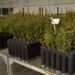 Más de 100 mil árboles para restaurar bosques en Chubut