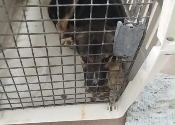 No fue un cachorro de puma, sino un perro