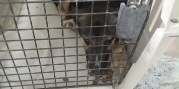 No fue un cachorro de puma, sino un perro