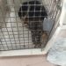 No fue un cachorro de puma, sino un perro