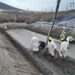 Avanza la ampliación de la Planta de Tratamiento de Efluentes Cloacales de Rada Tilly