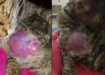 Buscan ayuda urgente para una gatita rescatada que necesita atención veterinaria