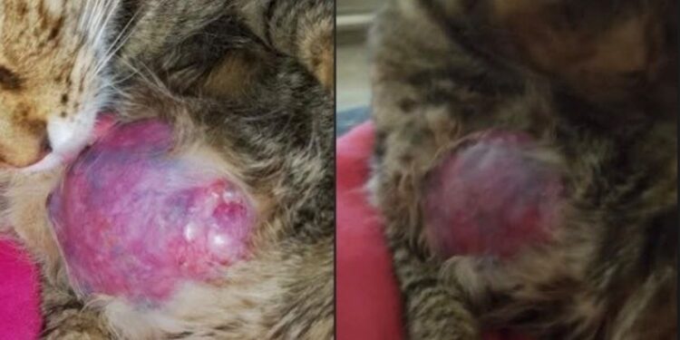 Buscan ayuda urgente para una gatita rescatada que necesita atención veterinaria