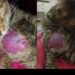 Buscan ayuda urgente para una gatita rescatada que necesita atención veterinaria