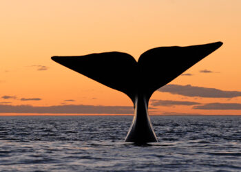 Día Nacional de la Ballena Franca Austral: una fecha para recordar por qué hay que protegerla
