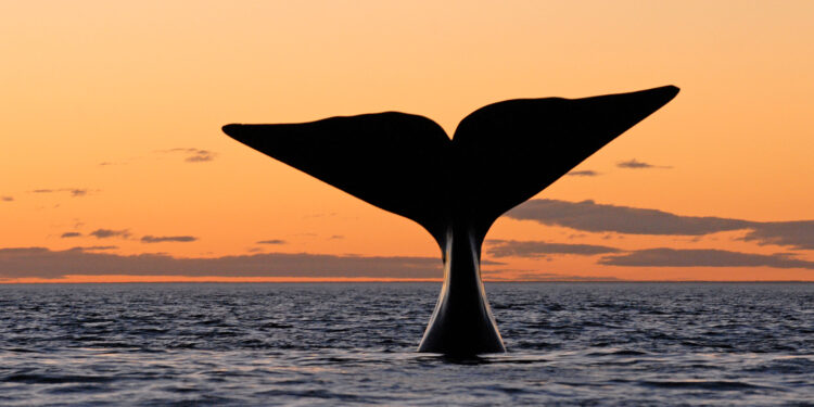 Día Nacional de la Ballena Franca Austral: una fecha para recordar por qué hay que protegerla