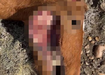 Hallan cinco equinos muertos con extrañas mutilaciones en Río Mayo
