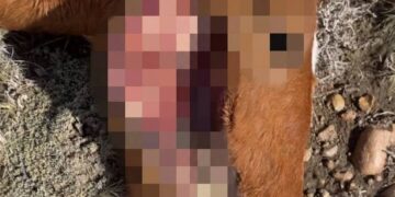Hallan cinco equinos muertos con extrañas mutilaciones en Río Mayo