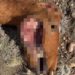 Hallan cinco equinos muertos con extrañas mutilaciones en Río Mayo
