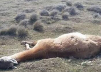 Hallan más de 300 guanacos muertos en Santa Cruz