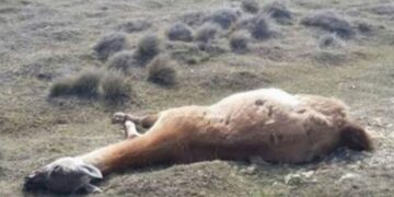 Hallan más de 300 guanacos muertos en Santa Cruz