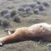 Hallan más de 300 guanacos muertos en Santa Cruz