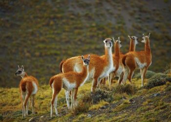 Debate por la comercialización de carne de guanaco y jabalí