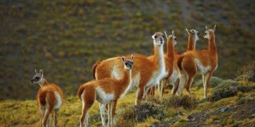 Debate por la comercialización de carne de guanaco y jabalí