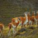 Debate por la comercialización de carne de guanaco y jabalí