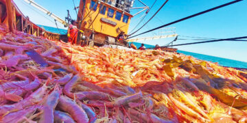 Chubut lidera las descargas pesqueras a nivel nacional
