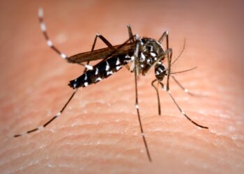Lisboa libera 30.000 mosquitos estériles para frenar al mosquito tigre asiático