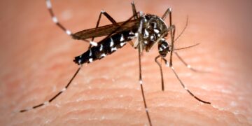 Lisboa libera 30.000 mosquitos estériles para frenar al mosquito tigre asiático