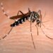 Lisboa libera 30.000 mosquitos estériles para frenar al mosquito tigre asiático