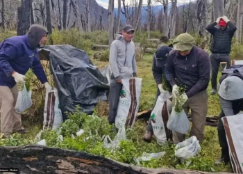 Avanza la campaña de reforestación en Chubut, se plantaron 32.000 árboles nativos