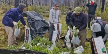 Avanza la campaña de reforestación en Chubut, se plantaron 32.000 árboles nativos