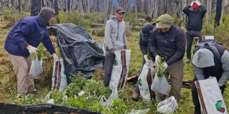 Avanza la campaña de reforestación en Chubut, se plantaron 32.000 árboles nativos